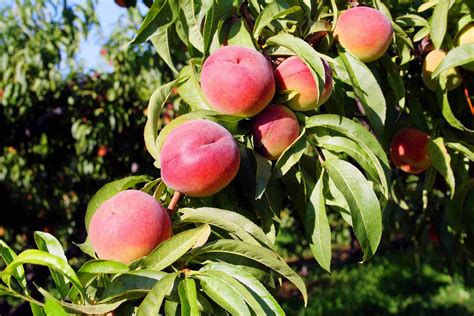 Peach Trees For Sale Online .